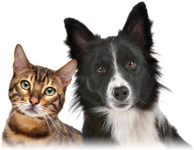 Other (petcare)