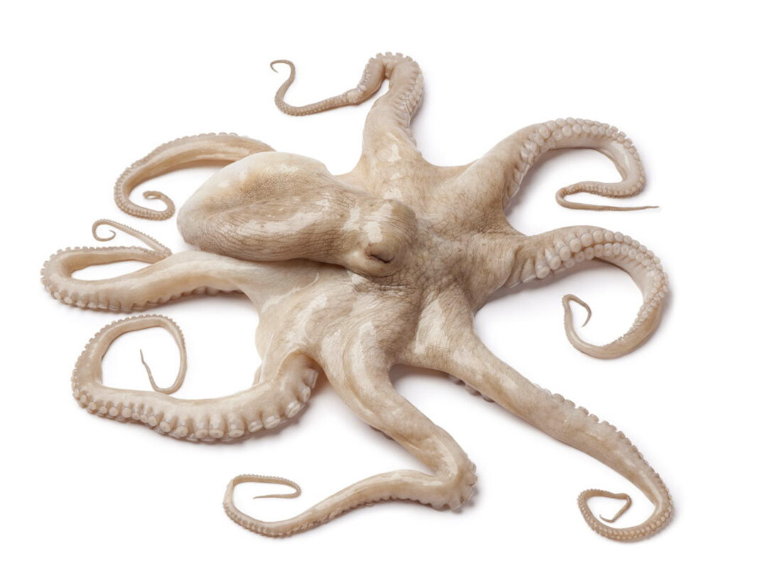 Whole Cleaned Octopus for Export  Large