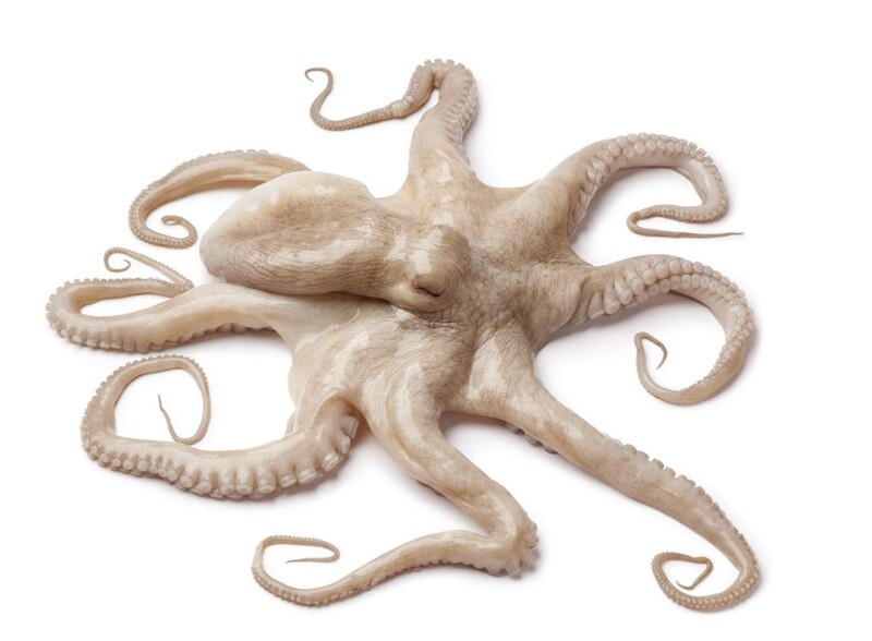 Whole Cleaned Octopus for Export  Large