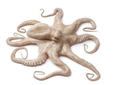 Whole Cleaned Octopus for Export  Large