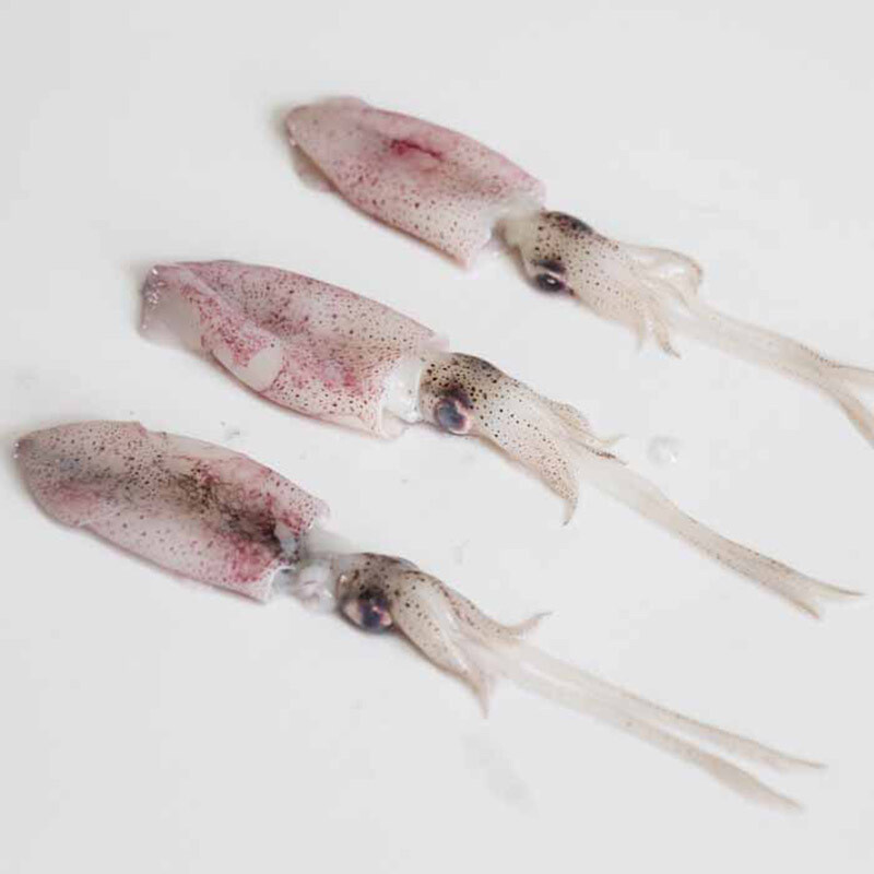Baby Squid 1kg
