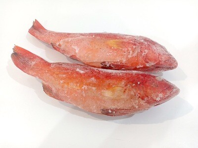 Red Suno (Leopard Coral Grouper) for Export 1kg