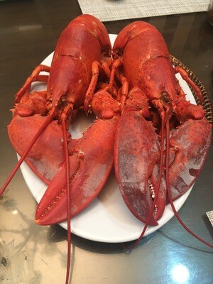 Live Maine Lobsters