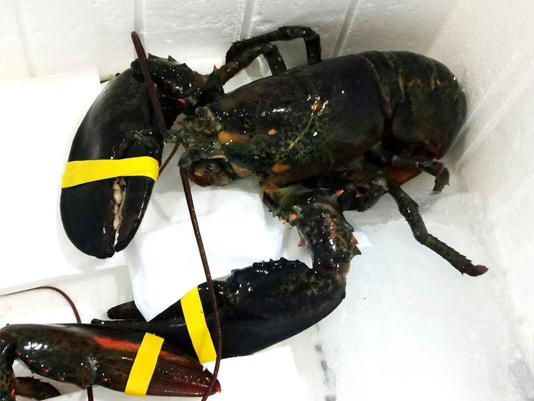 Live Maine Lobsters