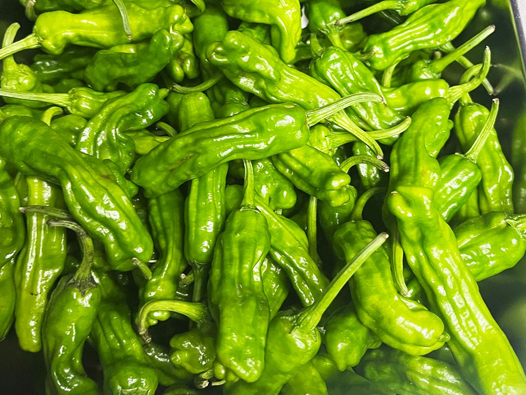Shishito Peppers 100gms