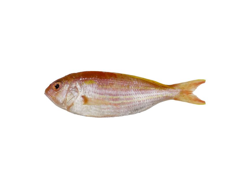 Threadfin Bream (Bisugo) 500gms