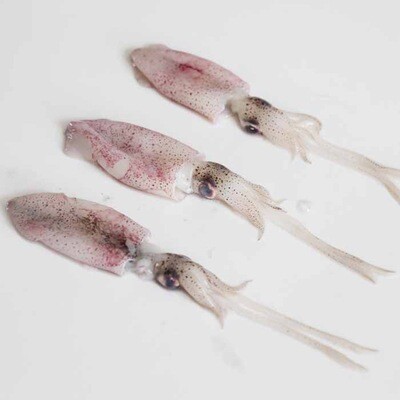 Baby Squid 1kg
