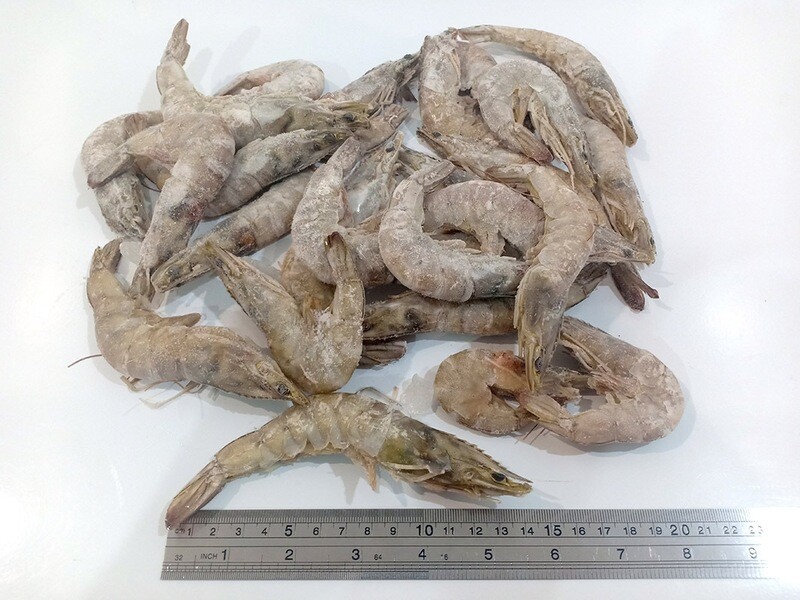 Whole Shrimp for Export 1kg