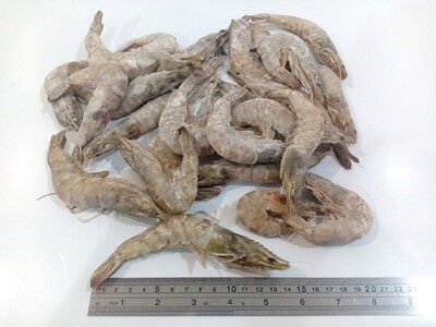 Whole Shrimp for Export 1kg