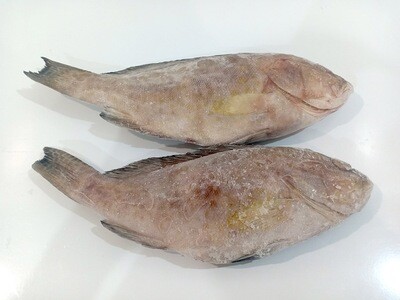 Lapu Lapu (Grouper) for Export