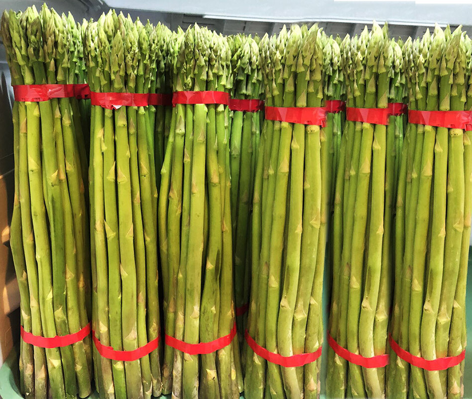 Fresh Large Asparagus For Export 500gms