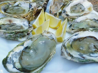 Live Slipper Oysters 1kg (10-12 pieces)