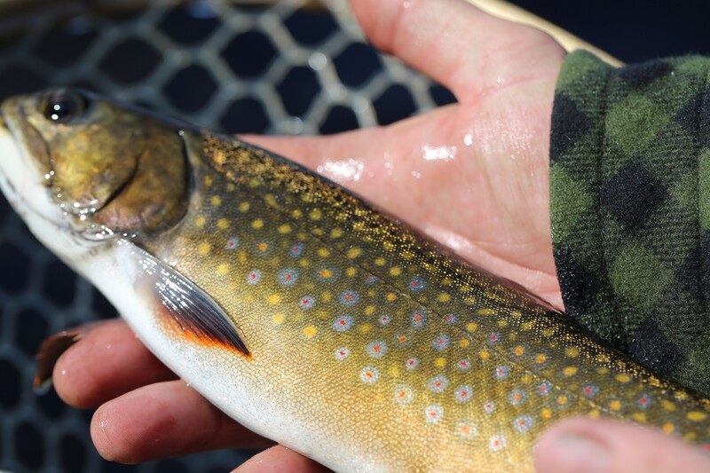 Pêche quotidienne à la truite