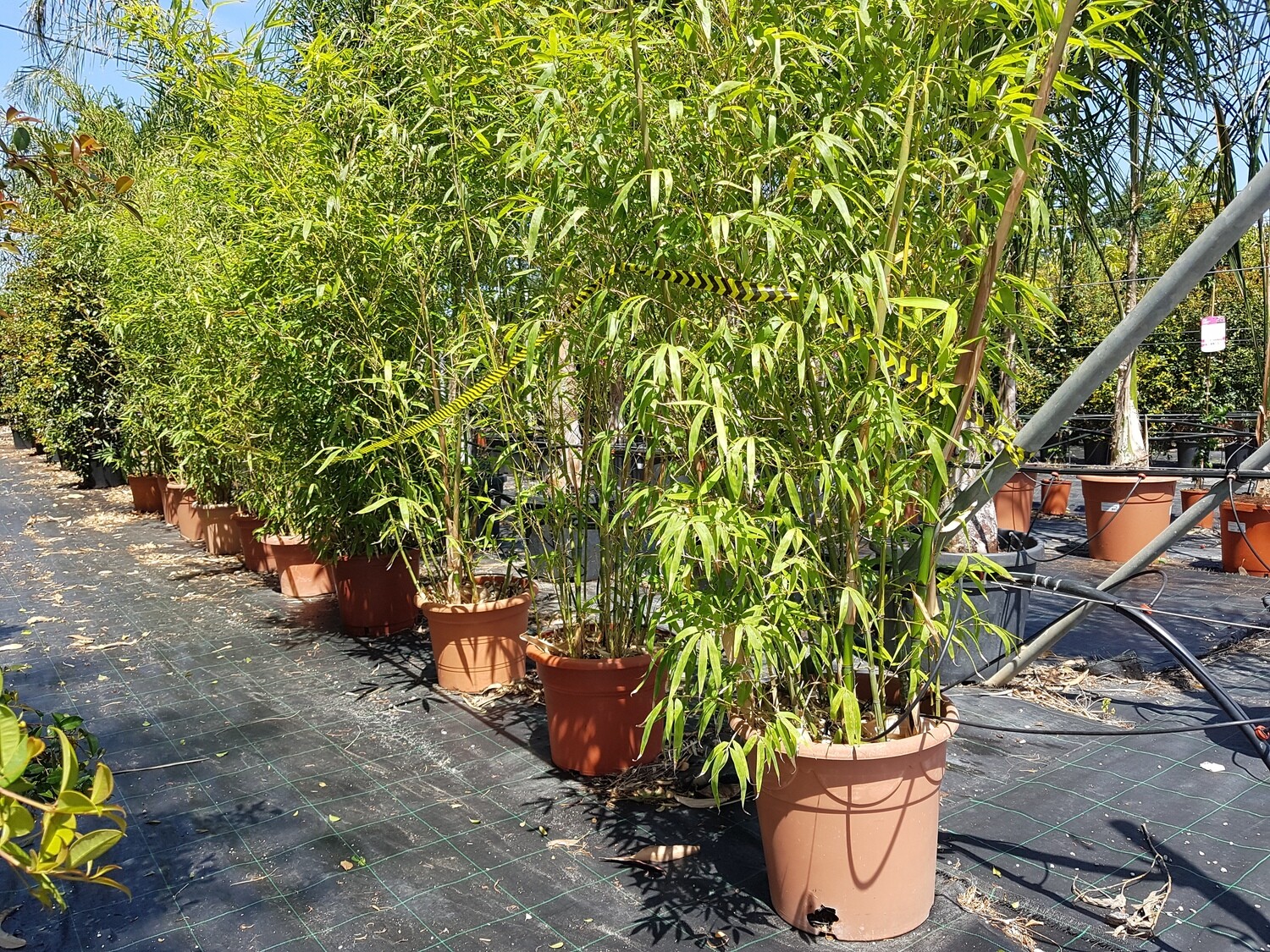 "AmaPlant Bambu" una planta muy versatil para dar un ambiente exotico 150-200 cm 15 L (oriental) - Exterior sol o semisombra e interior con mucha luz​ - ENVIO INCLUIDO BARCELONA CIUDAD