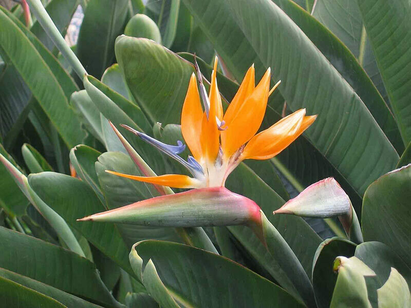 "AmaPlant Ave del Paraiso Extra" Strelitzia Reginae flor de pajaro o pajaro de fuego de colores llamativos 80-100 cm 90 L (paradisiaca) - Exterior