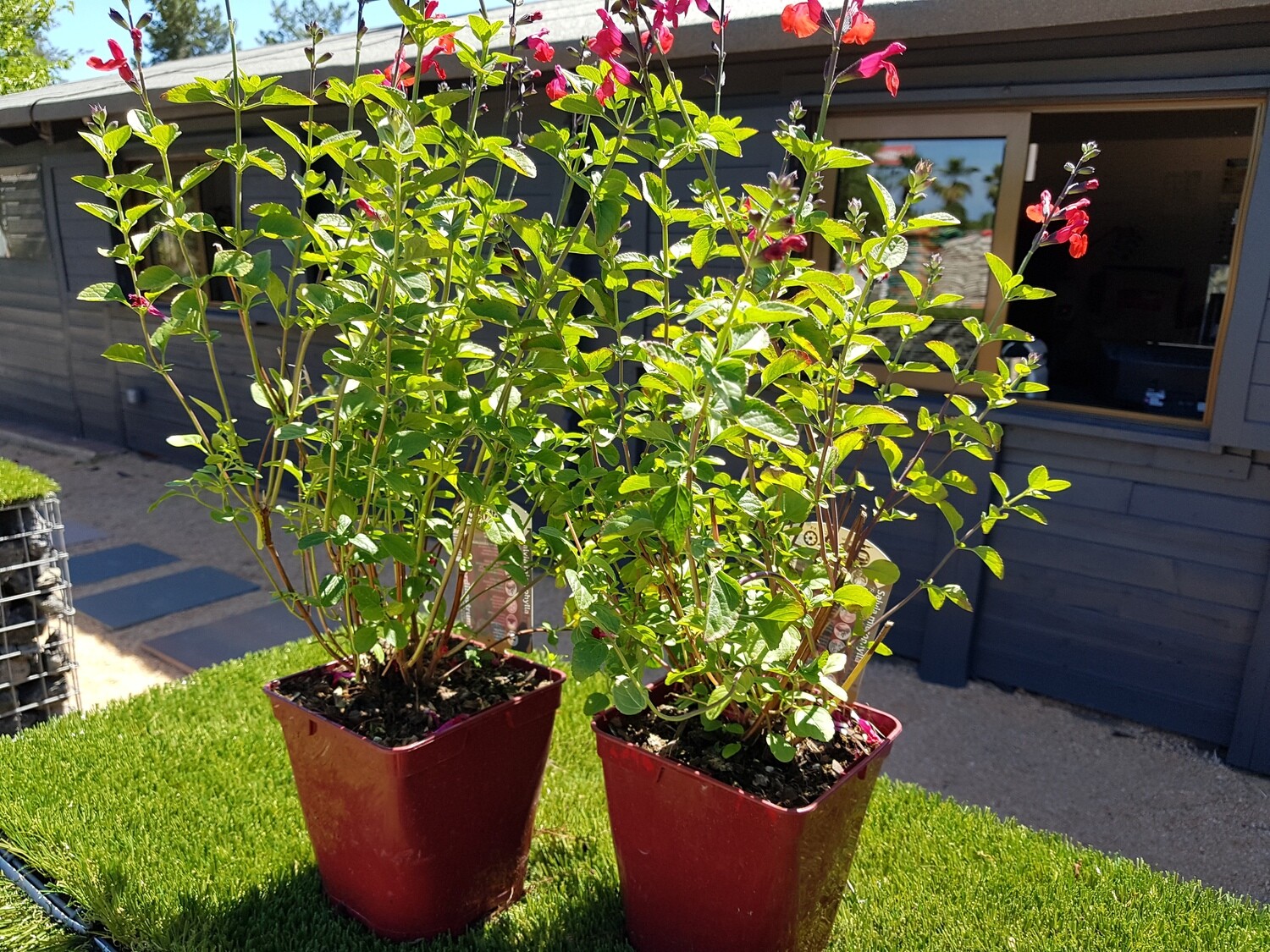 "AmaPlant Salvia de Flor Roja" muy popular por su color rojo y deslumbrante 50-60 cm 2,5 L (aromatica) - Exterior