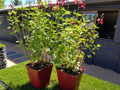 "AmaPlant Salvia de Flor Roja" muy popular por su color rojo y deslumbrante 50-60 cm 2,5 L (aromatica) - Exterior - ENVIO INCLUIDO