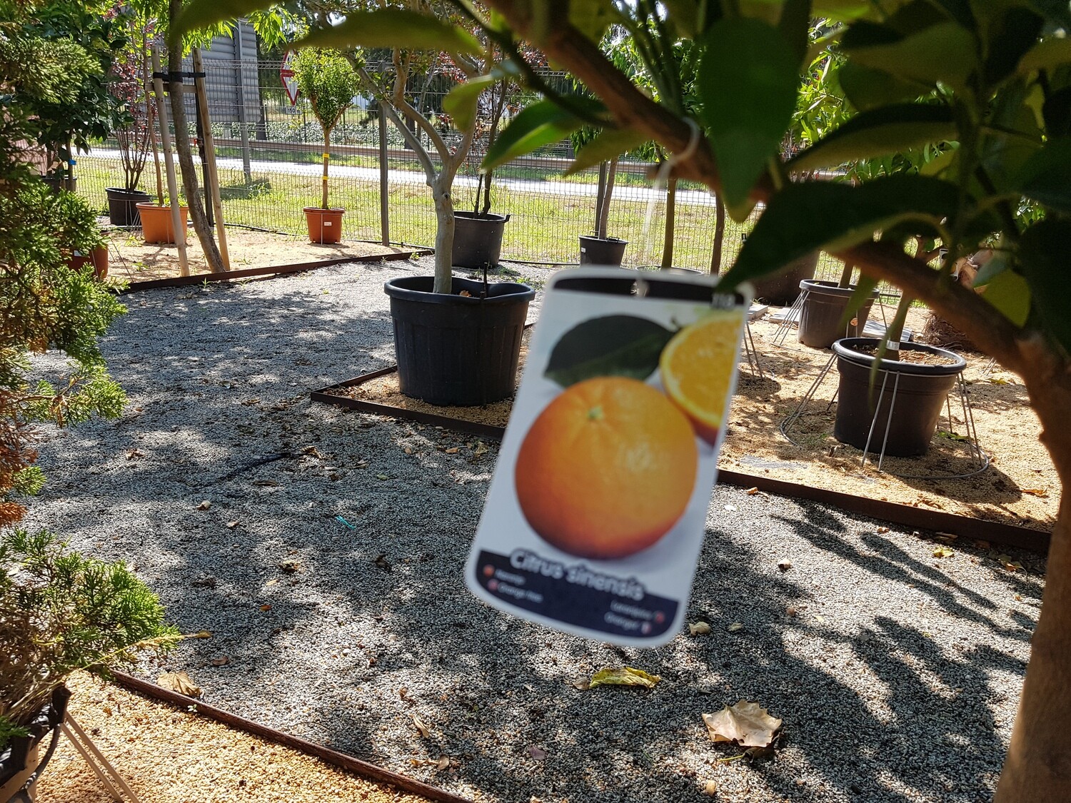 "Amaplant Naranjo" Citrus Sinensis 180-200 cm 50 L (citrico) - Exterior