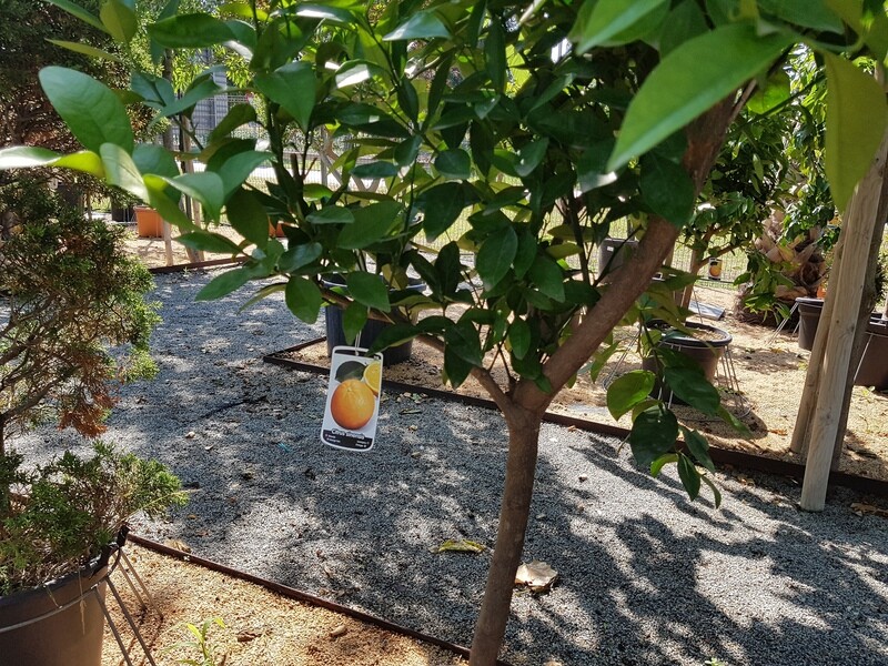 "Amaplant Naranjo" Citrus Sinensis 150-170 cm 40 L (citrico) - Exterior