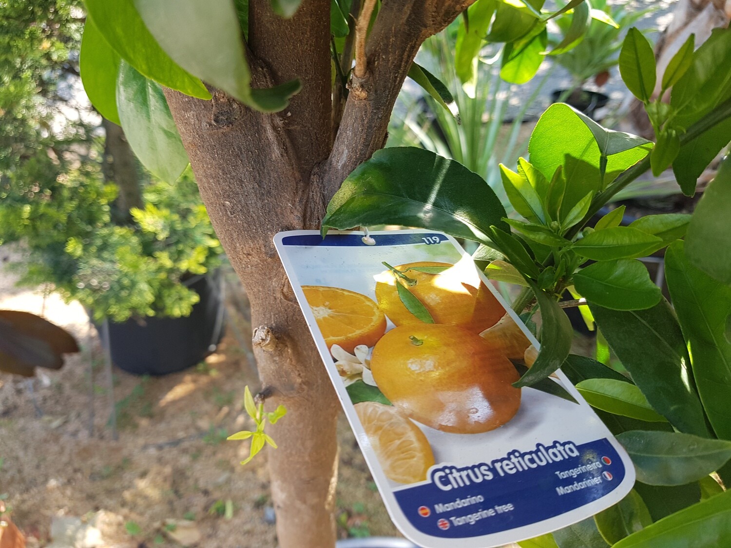 "Amaplant Mandarino" Citrus Reticulata 160-180 cm 30 L (citrico) - Exterior