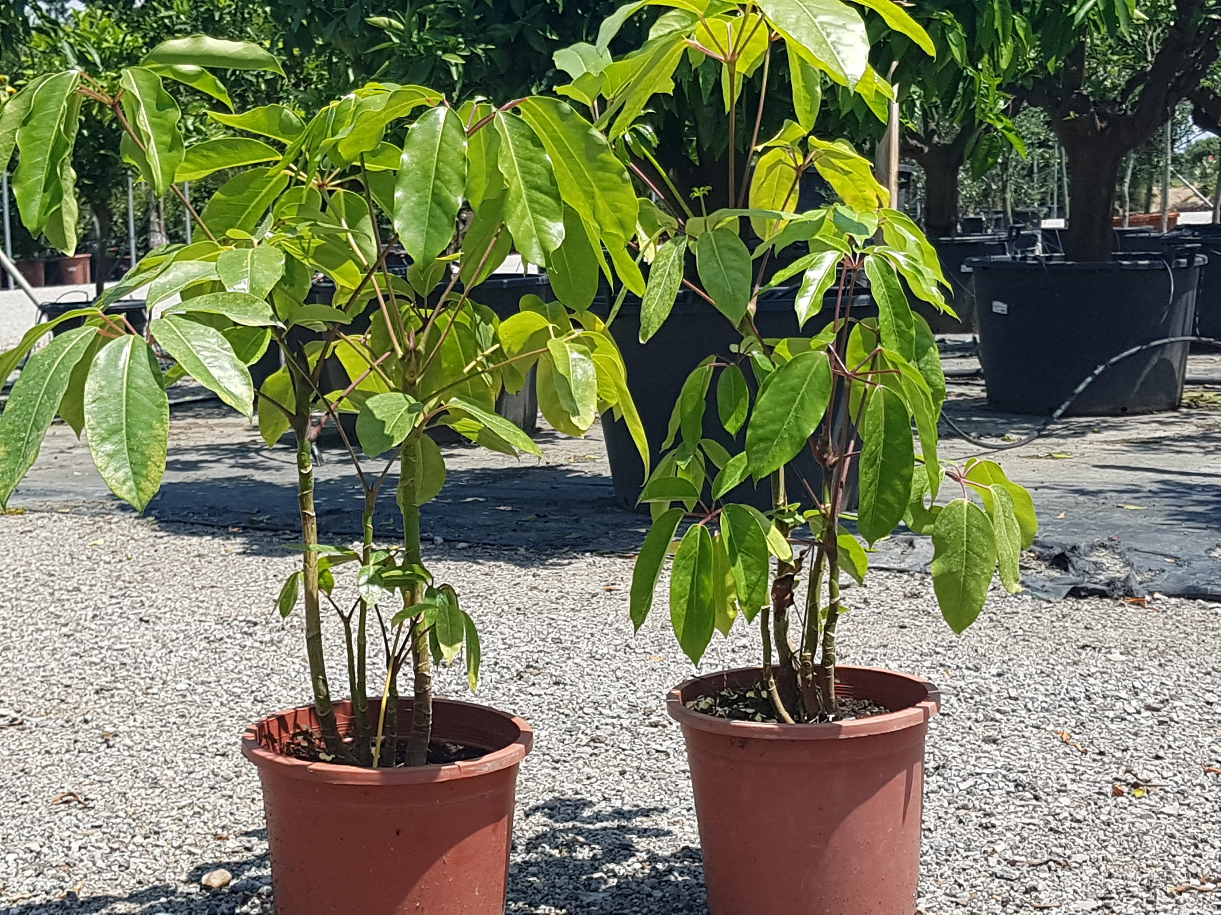 AmaPlant Arbol Paraguas