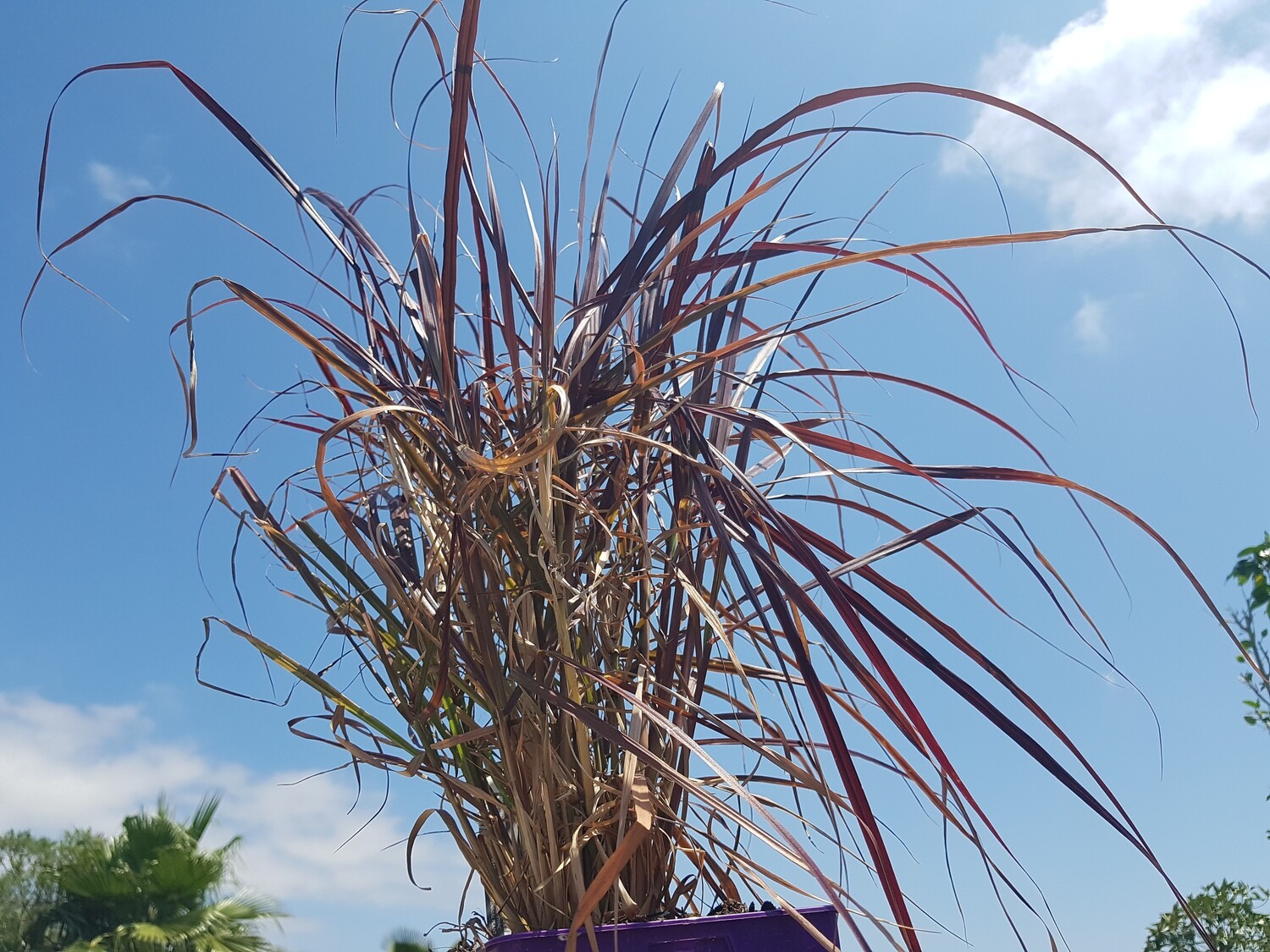 "AmaPlant Hierba de la fuente purpura" Pennisetum Summer Samba con un bonito follaje en tono rojo y granate oscuro 60-70 CM M14 2,5 L (luminosa) - Exterior - ENVIO INCLUIDO