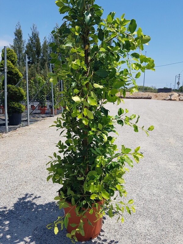 "AmaPlant Laurel de Indias" Ficus Nitida 200-220 cm 20 L (adaptable) - Interior o exterior