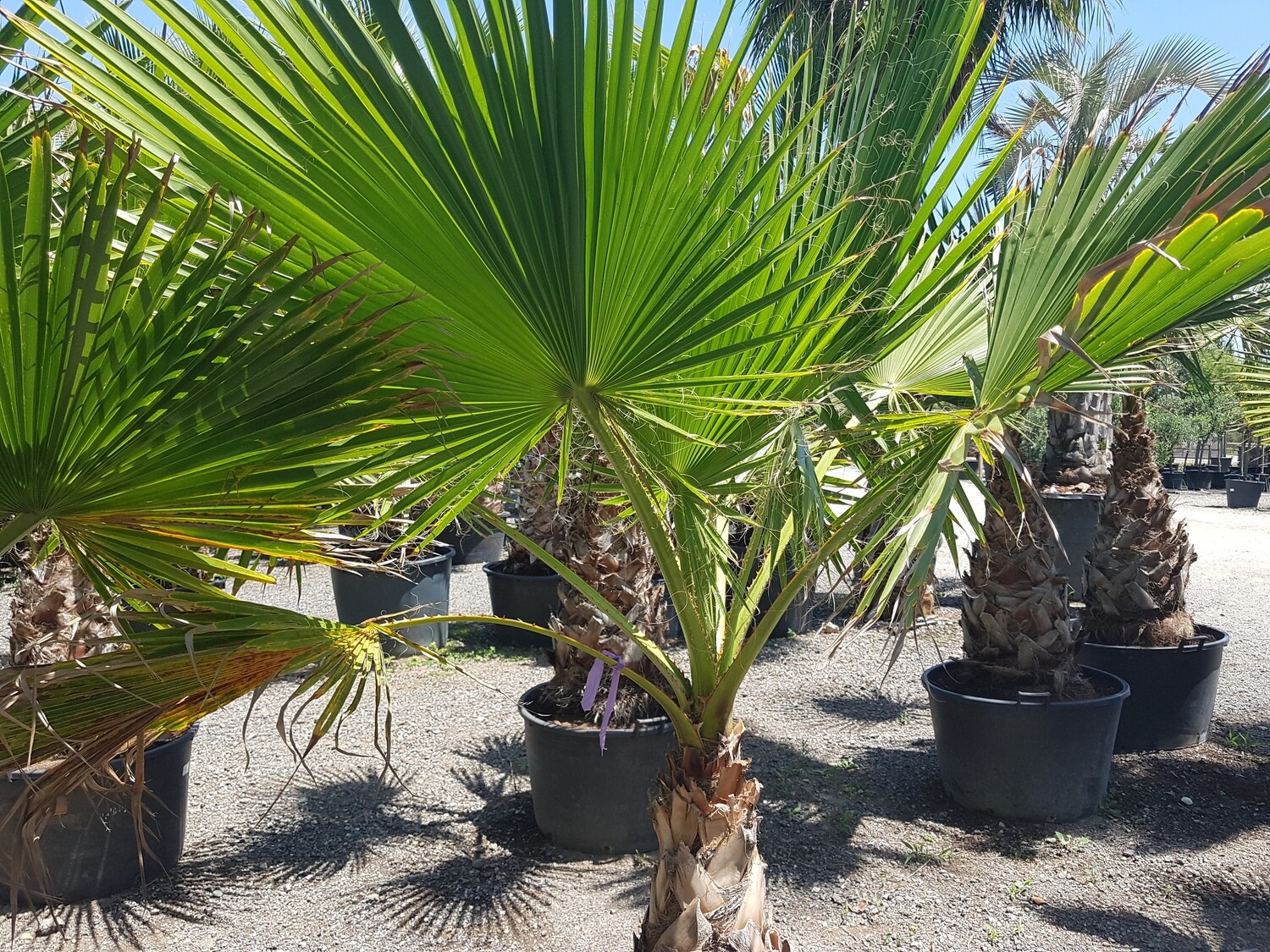 "AmaPlant Washingtonia Robusta" palmera de tronco mas bien estrecho con hojas de color verde intenso 140-160 cm TR 60-80 (esbelta) - Exterior - ENVIO INCLUIDO ESPAÑA