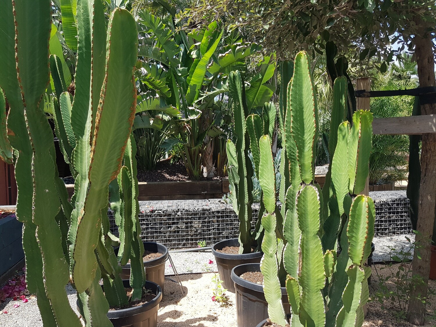 "AmaPlant Euphorbia Candelabro" desde Africa 100-125 cm 18 L, 150-175 cm, 175-200 cm (exotica) - Exterior o interior con mucha luz
