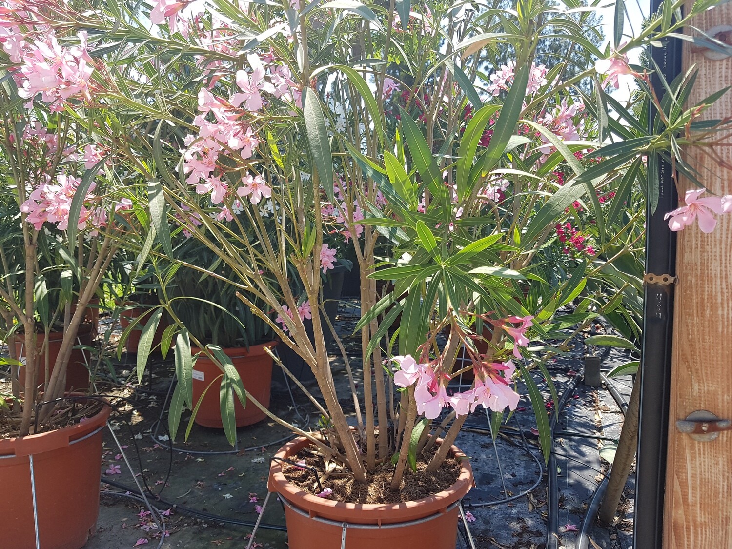 "AmaPlant Adelfa" ​Laurel de Flor desde el Mediterraneo hasta China 125-150 cm 35 L (flor rosa y/o blanca)​ - Exterior