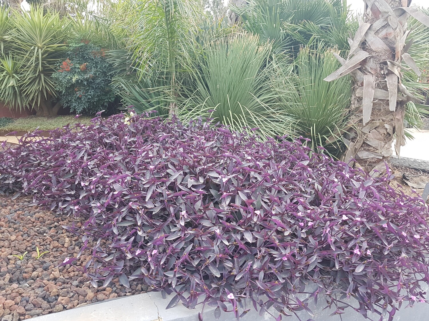 "AmaPlant Tradescantia Purpurea" purpurina o amor de hombre, exotica y de un color muy especial 20-30 cm 2,5 L (purpura) - Interior o exterior con sol y sin frio - ENVIO INCLUIDO