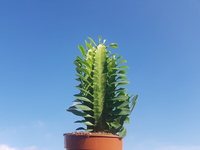 "AmaPlant Euphorbia Trigona" Cactus Catedral con presencia, una suculenta muy decorativa y exotica 15-20 cm M12 (exotica) - Interior o exterior con sombra - ENVIO INCLUIDO