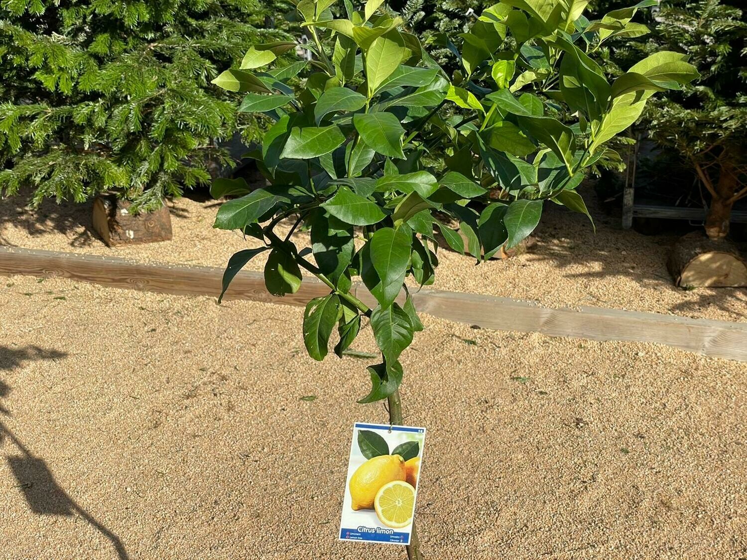 "AmaPlant Limonero" Citrus Limon de hojas aromaticas de color verde intenso 90-100 cm 7 L 4 estaciones (citrico)
