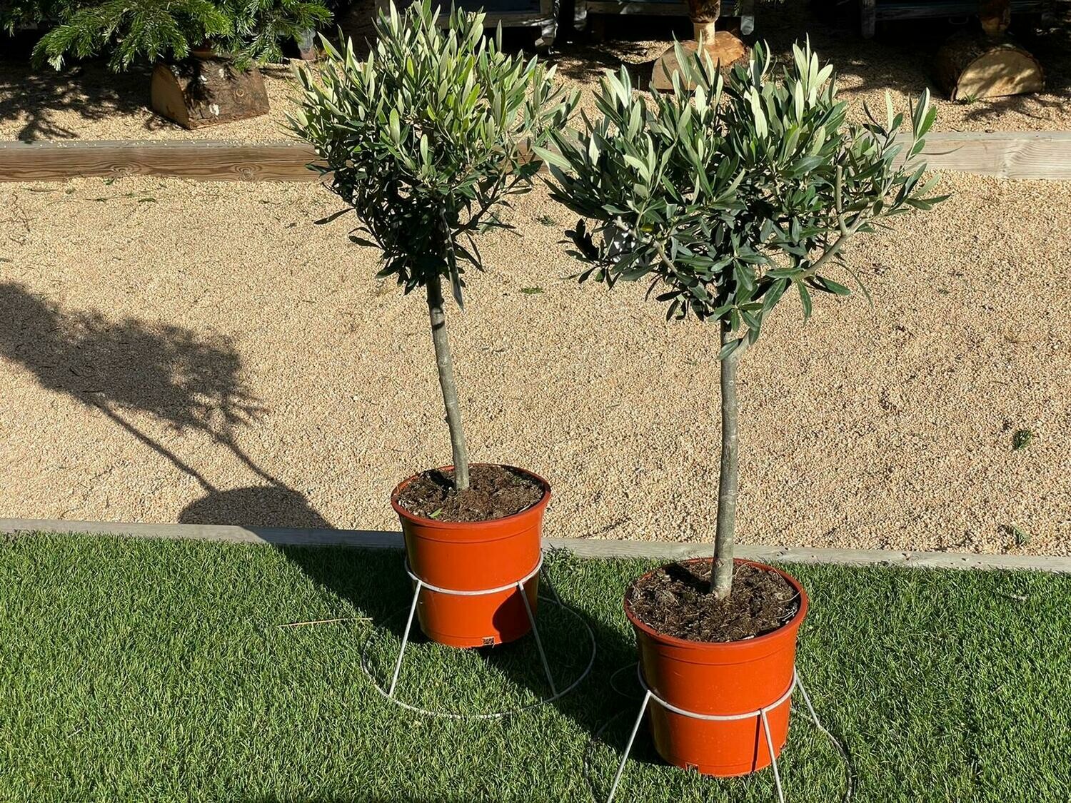 "AmaPlant Olivo Copa" representa la paz, la victoria y la gloria, autenticamente mediterraneo y con mucha historia, longevo y muy rustico 80-90 cm 5 L (tradicional) - Exterior - ENVIO INCLUIDO