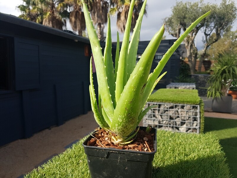 "AmaPlant Aloe Vera" planta maravillosa con muchos beneficios 30-40 cm 3 L (milagrosa) - Interior o exterior - ENVIO INCLUIDO