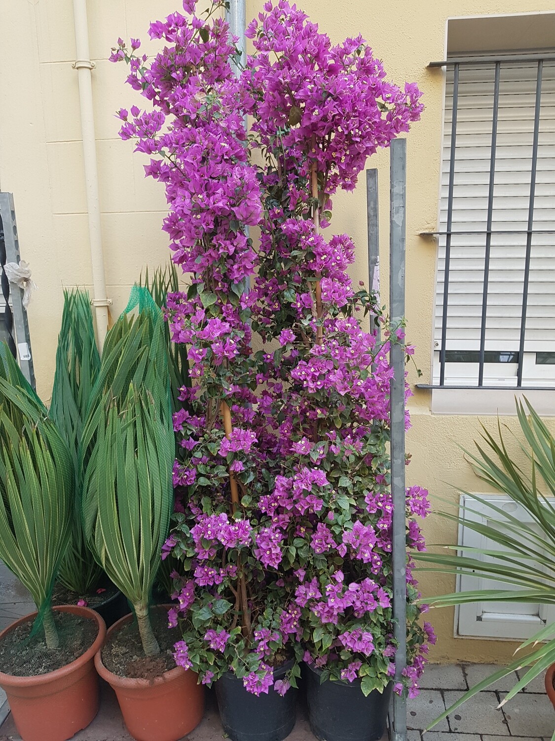 "AmaPlant Buganvilla" planta trepadora de flores violetas, rosadas o rojizas 180-200 cm 15 L 1 tutor (trepadora) - Exterior a pleno sol