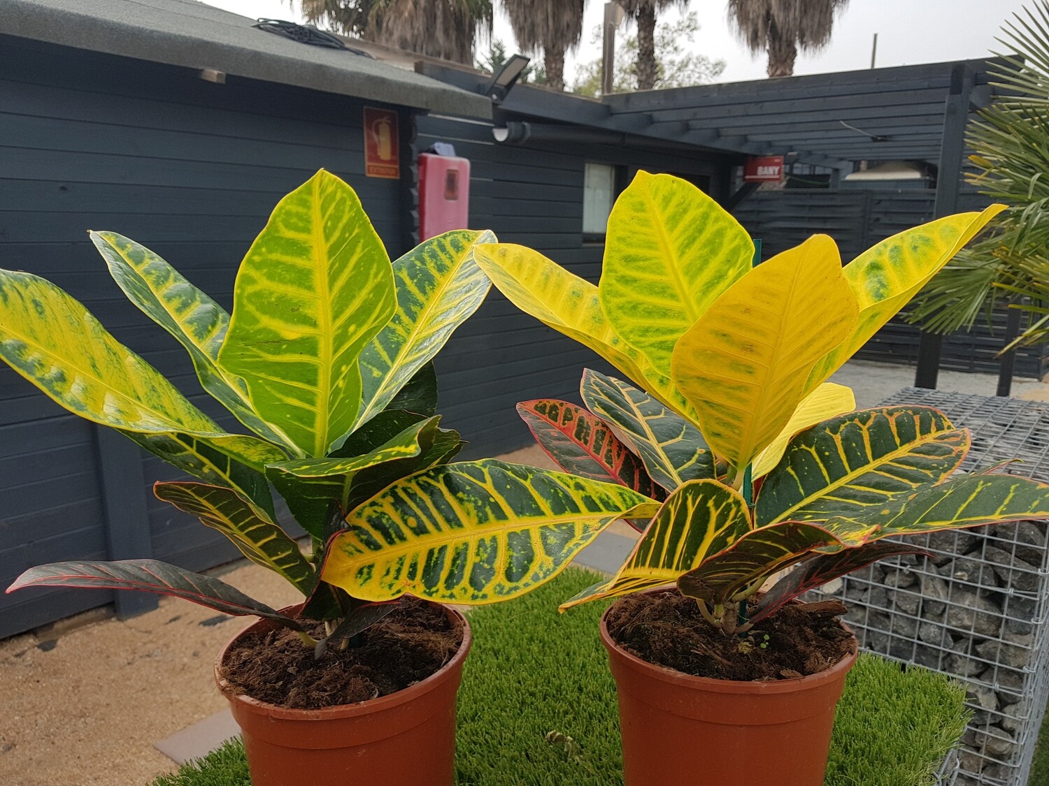 "AmaPlant Croton" planta llena de creatividad y felicidad originaria de Malasia, India y Polinesia M14 2 L (maravillosa) - Interior con mucha luz - ENVIO INCLUIDO