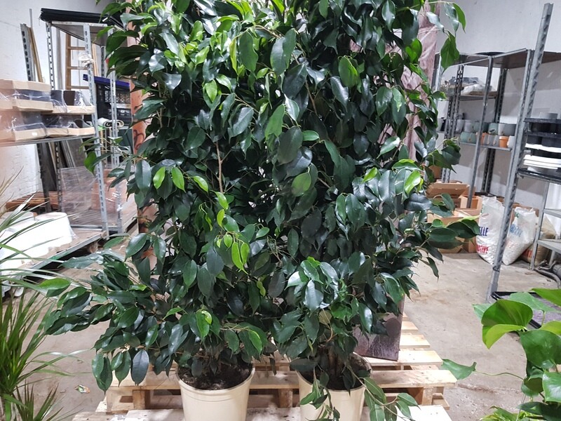 "AmaPlant Ficus Danielle" con hojas de color verde intenso purificadora del aire 150 cm M20 (purificadora) - Interior o exterior con sombra