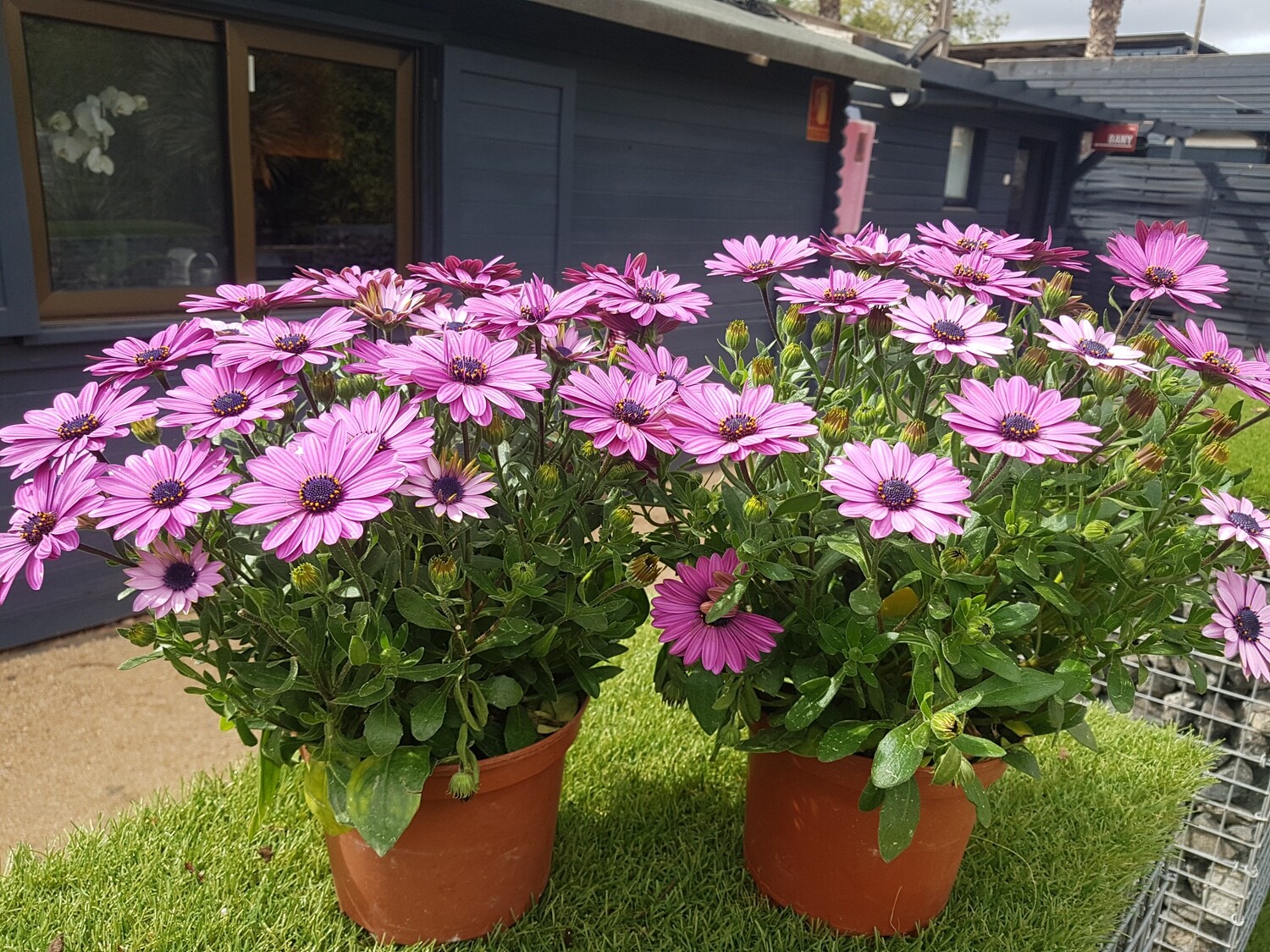 "AmaPlant Pack 2 Margaritas africanas" la estrella polar de color rosa intenso cuyas flores se abren con el cielo soleado 20 cm 2,5 L (colorida) - Exterior a pleno sol - ENVIO INCLUIDO