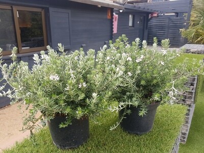 "AmaPlant Romerino" Romero blanco o Westringia Fruticosa blanca y azul palido con flores desde marzo a septiembre ideal setos o aislada 2,5 L (redondeada) - Exterior a pleno sol - ENVIO INCLUIDO