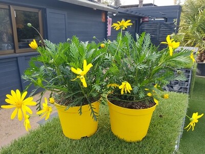 "AmaPlant 2 Margaritas amarillas" uno de los pocos arbustos que florecen durante todo el año, muy resistente a la sequia 40 cm 2,5 L (redondeado) - Exterior a pleno sol - ENVIO INCLUIDO
