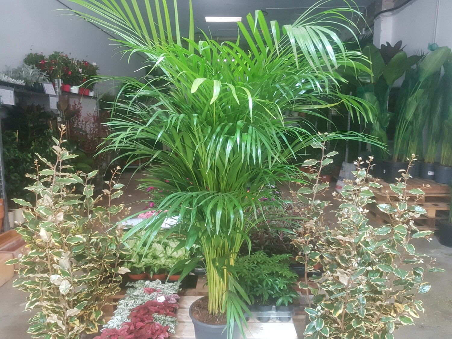 "AmaPlant Areca" o Palmera Bambu, una palmera muy popular y muy decorativa para llenar de calidez y frescura cualquier rincon 160 cm (calma) - Interior o exterior con sombra