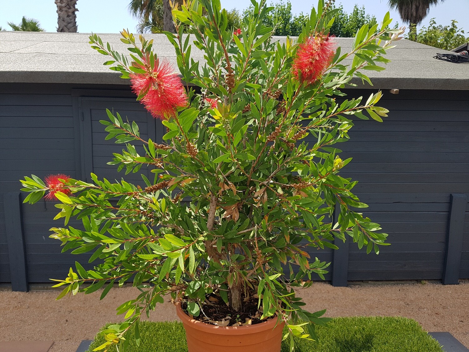 Callistemon Citrinus – Plante D'extérieur 60-70 Cm – Fleurs Rouges En Forme De Goupillon – Pour Jardin Ensoleillé