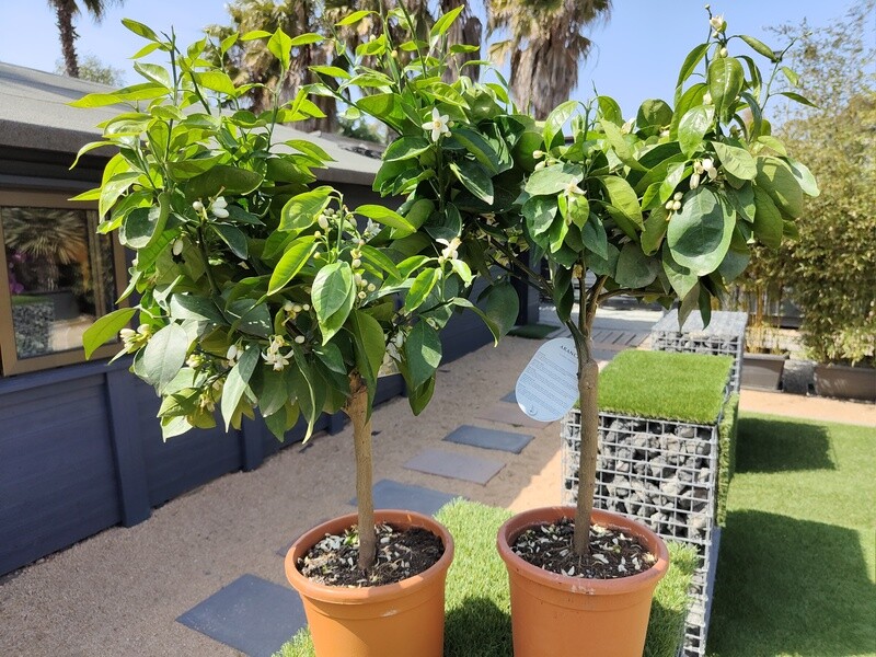 "Amaplant Naranjo" Citrus Sinensis 100 cm 10 L (citrico) - Exterior