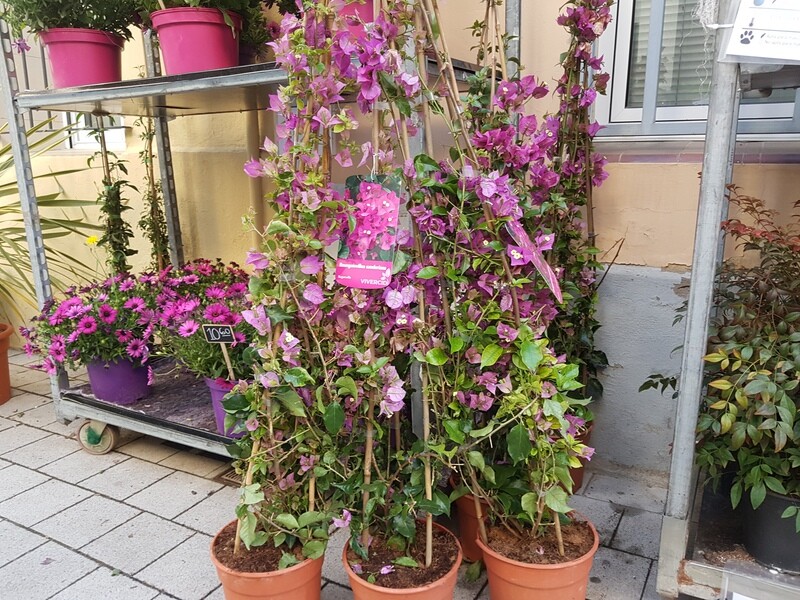 "AmaPlant Buganvilla" planta trepadora de flores violetas, rosadas o rojizas 140-160 cm 5 L 3 tutores (trepadora) - Exterior a pleno sol - ENVIO INCLUIDO BARCELONA CIUDAD