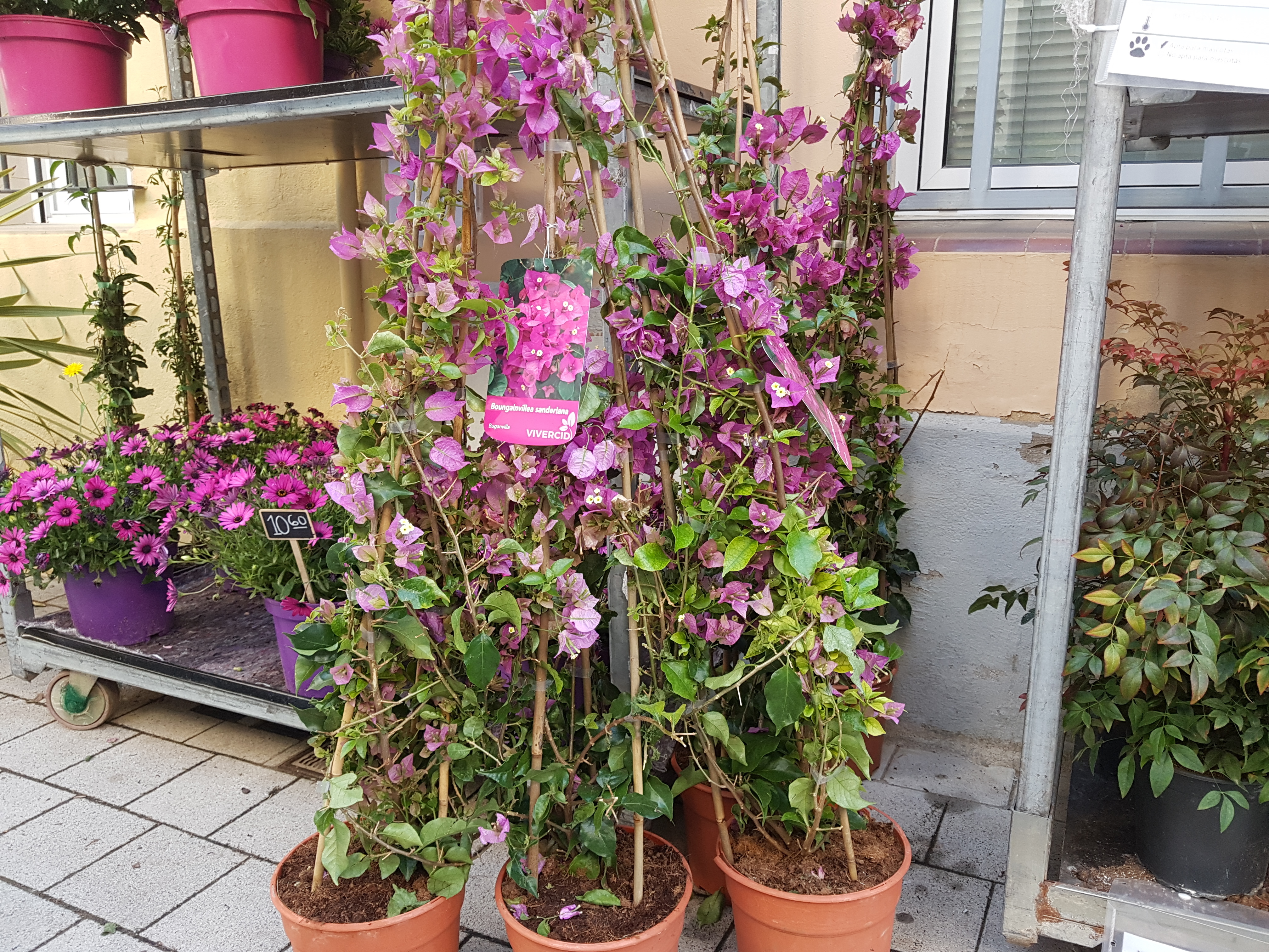 AmaPlant Buganvilla" planta trepadora de flores violetas, rosadas o rojizas  de varias medidas (trepadora) - Exterior