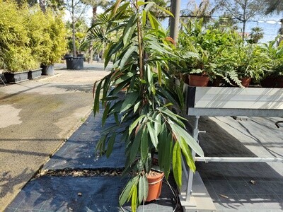 "AmaPlant Ficus Alii" de hoja estrecha popular por su capacidad para limpiar el aire 140-150 cm C17 (hojas alargadas) - Interior con luz o exterior semisombra - ENVIO INCLUIDO BARCELONA CIUDAD