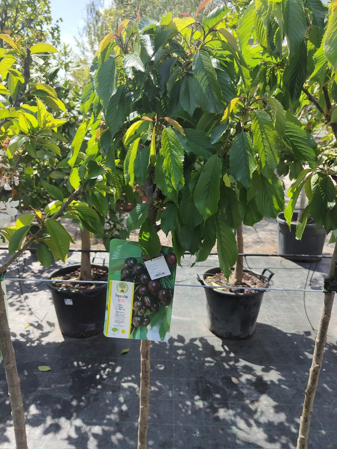 "Amaplant Cerezo" Prunus Avium Picota 180 cm 10 L (apreciado) - Exterior
