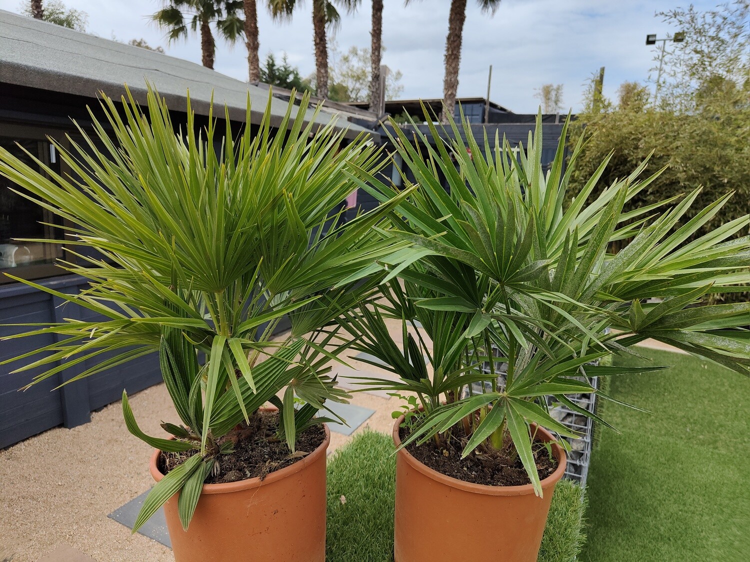 "AmaPlant Palmito" Palmera enana Chamaerops Humilis Vulcano, una pequeña palmera compacta de poco crecimiento con hojas en forma de abanico 50-60 cm M25 10 L (espontanea) - Exterior - ENVIO INCLUIDO