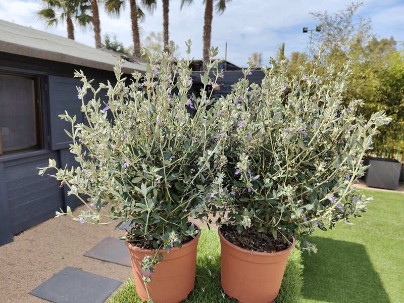 "AmaPlant Teucrio" la olivilla resistente y de buen ver 70-80 cm 5 L (plateada) - Exterior a pleno sol